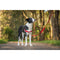 Hondentuigje Red Dingo 36-50 cm Rood S