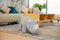 Feel Home - Kinder dierenstoel - Neushoorn - Grijs