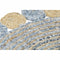 Tapijt DKD Home Decor 120 x 120 x 1 cm Blauw Katoen Multicolour Indiaas Jute