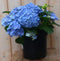 Warentuin Natuurlijk - Hortensia Hydrangea blauw 40 cm