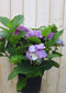 Warentuin Natuurlijk - Hortensia Hydrangea blauw 40 cm