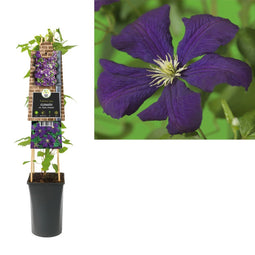 3 stuks - Van der Starre - Klimplant Clematis vit. Etoile Violette 75 cm