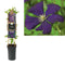 3 stuks - Van der Starre - Klimplant Clematis vit. Etoile Violette 75 cm