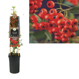 3 stuks - Van der Starre - Klimplant Pyracantha c. Red Column 75 cm