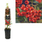 3 stuks - Van der Starre - Klimplant Pyracantha c. Red Column 75 cm