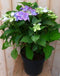 Warentuin Natuurlijk - Hortensia Hydrangea blauw randjesbloem 40 cm