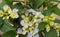 Warentuin Natuurlijk - Hortensia Hydrangea blauw randjesbloem 40 cm