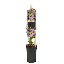 Van der Starre - Klimplant Passiflora Anastasia passiebloem