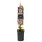 Van der Starre - Klimplant Passiflora Anastasia passiebloem