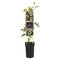 Van der Starre - Klimplant Passiflora Beauty of Hannover passiebloem