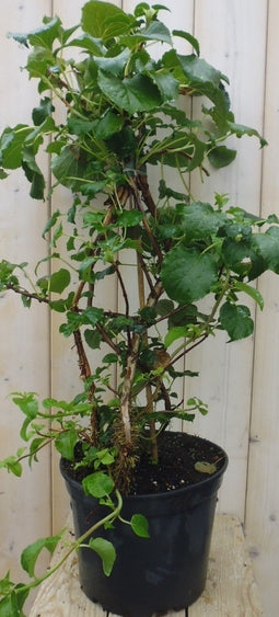 Warentuin Natuurlijk - Hortensia Klimhortensia
