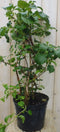 Warentuin Natuurlijk - Hortensia Klimhortensia