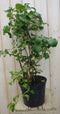Warentuin Natuurlijk - Hortensia Klimhortensia