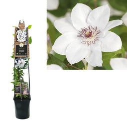 2 stuks - Van der Starre - Klimplant Clematis Miss Bateman 120 cm