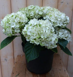 Warentuin Natuurlijk - Hortensia Hydrangea wit 40 cm