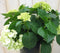 Warentuin Natuurlijk - Hortensia Hydrangea wit 40 cm