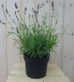 Warentuin Natuurlijk - Lavendel GROOT