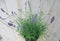 Warentuin Natuurlijk - Lavendel GROOT