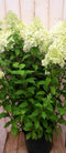 Warentuin Natuurlijk - Pluim Hortensia Hydrangea Wit Groot