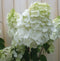 Warentuin Natuurlijk - Pluim Hortensia Hydrangea Wit Groot