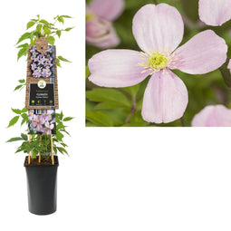 3 stuks - Van der Starre - Klimplant Clematis montana Rubens 75 cm