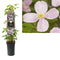3 stuks - Van der Starre - Klimplant Clematis montana Rubens 75 cm