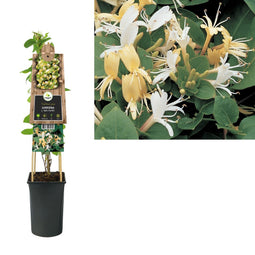 3 stuks - Van der Starre - Klimplant Lonicera j. Hall s Prolific 75 cm