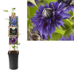 3 stuks - Van der Starre - Klimplant Clematis Multi Blue 75 cm