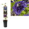 3 stuks - Van der Starre - Klimplant Clematis Multi Blue 75 cm