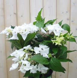 Warentuin Natuurlijk - Hortensia Hydrangea wit randjesbloem 40 cm