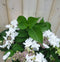 Warentuin Natuurlijk - Hortensia Hydrangea wit randjesbloem 40 cm