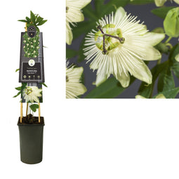 Van der Starre - Klimplant Passiflora Snow Queen PBR 75 cm