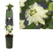 Van der Starre - Klimplant Passiflora Snow Queen PBR 75 cm
