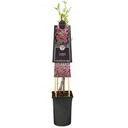 Van der Starre - Klimplant Clematis Rosalyn