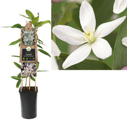 3 stuks - Van der Starre - Klimplant Clematis armandii Apple Blossom 75 cm