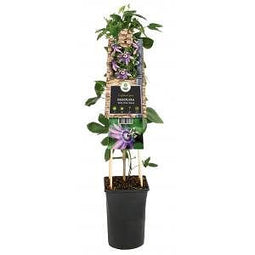 Van der Starre - Klimplant Passiflora Betty Miles Young passiebloem