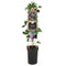 Van der Starre - Klimplant Passiflora Betty Miles Young passiebloem