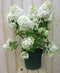 Warentuin Natuurlijk - Pluim Hortensia Hydrangea Wit