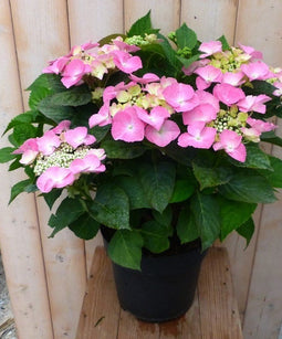 Warentuin Natuurlijk - Hortensia Hydrangea roze randjesbloem 40 cm