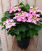 Warentuin Natuurlijk - Hortensia Hydrangea roze randjesbloem 40 cm