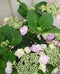 Warentuin Natuurlijk - Hortensia Hydrangea roze randjesbloem 40 cm