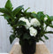 Warentuin Natuurlijk - Hortensia Hydrangea wit groot 80 cm