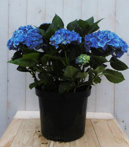 Warentuin Natuurlijk - Hortensia Hydrangea blauw groot 80 cm
