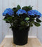 Warentuin Natuurlijk - Hortensia Hydrangea blauw groot 80 cm