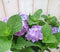 Warentuin Natuurlijk - Hortensia Hydrangea blauw groot 80 cm