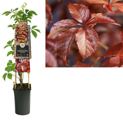 3 stuks - Van der Starre - Klimplant Parthenocissus quinquefolia 75 cm