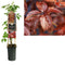 3 stuks - Van der Starre - Klimplant Parthenocissus quinquefolia 75 cm