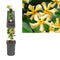 3 stuks - Van der Starre - Klimplant Trachelospermum jasm. Star of Toscane PBR 75 cm