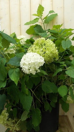 Warentuin Natuurlijk - Hortensia Annabelle wit Groot