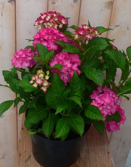 Warentuin Natuurlijk - Hortensia Hydrangea roze 40 cm